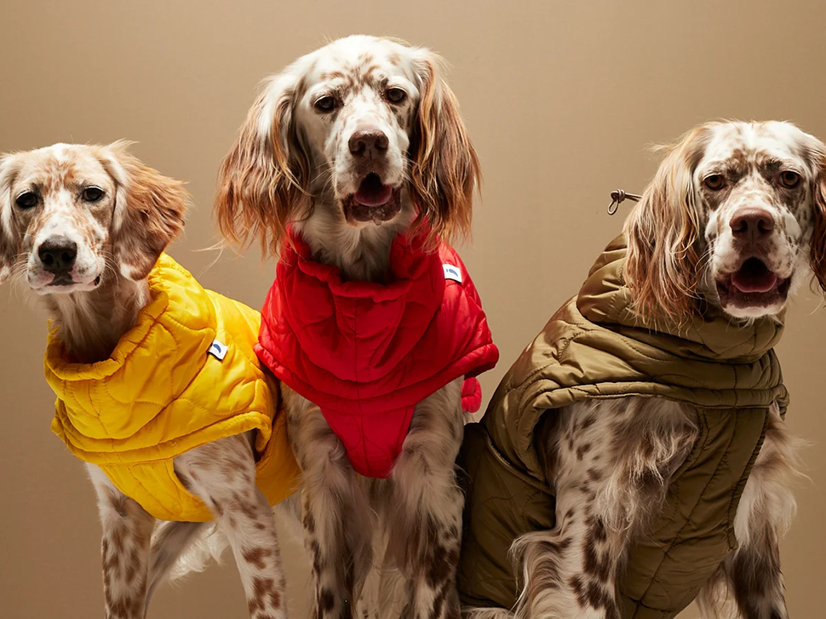 Dog Clothes: A Complete Guide for Style, Comfort & Care