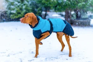 Caring for Dog Clothes