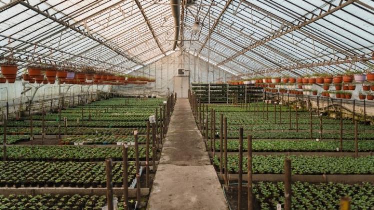 Navigating the Complexities of Crop Insurance for Greenhouse Growers